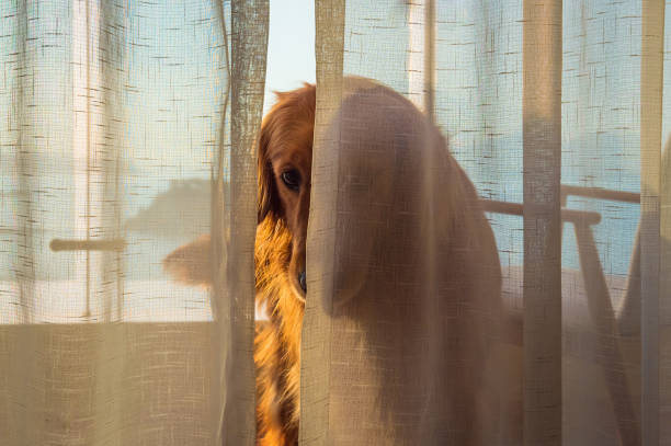 The golden retriever hides behind the curtains