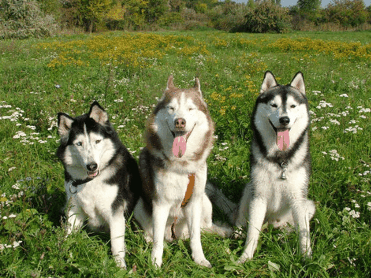 pros-and-cons-of-owning-siberian-huskies