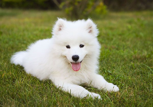 cho-Samoyed