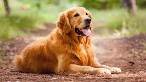 Kt quả hình ảnh cho golden retriever