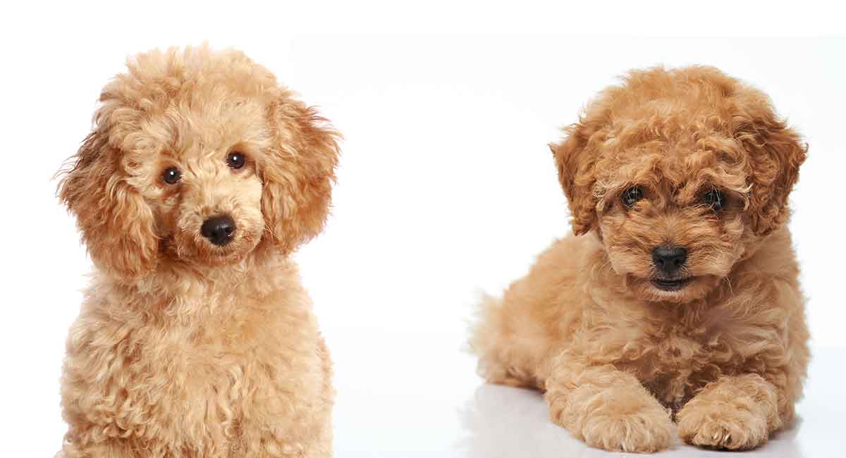 toy-poodle-vs-miniature-poodle-longjpg