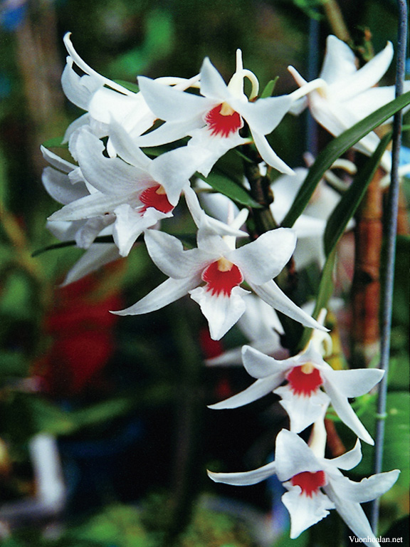 Dendrobium-Draconis.jpg