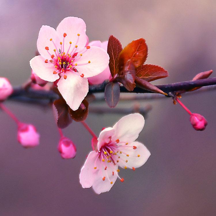 2020-03-japanese-cherry-blossom-fragrance-oil.jpg