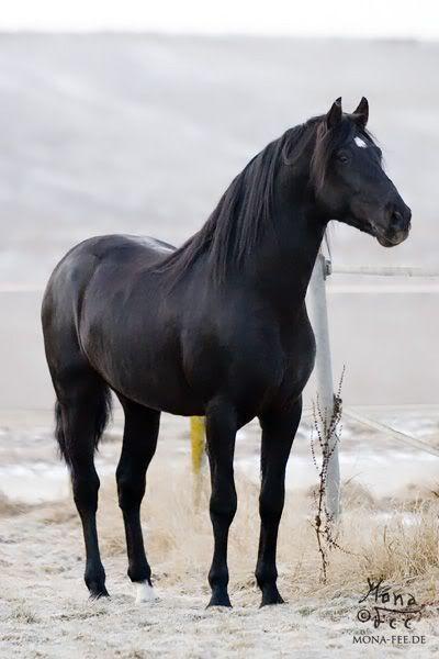 2020-03-black-horse.jpg