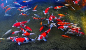 cost-reduced-on-most-expensive-japanese-koi-fish-online-2-1510808989314 (1)