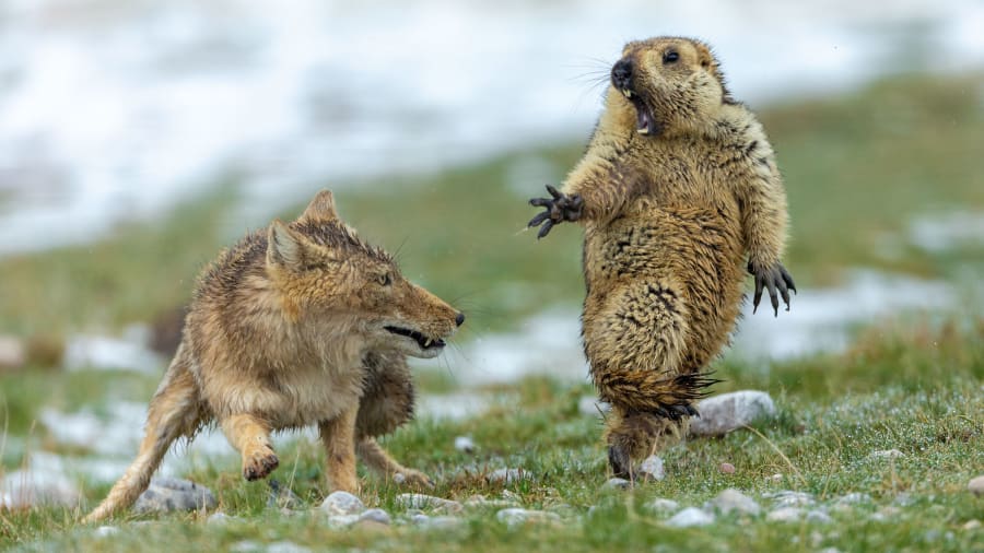 Bức ảnh sóc Marmota quotgiật bắn mìnhquot khi nhìn thấy cáo Tây Tạng giành giải thưởng nhip ảnh 2019