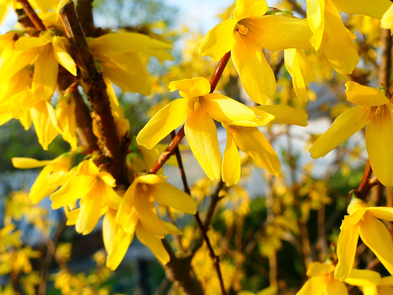 forsythia-3330629_1280.jpg