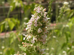 280px-Catnip_flowers